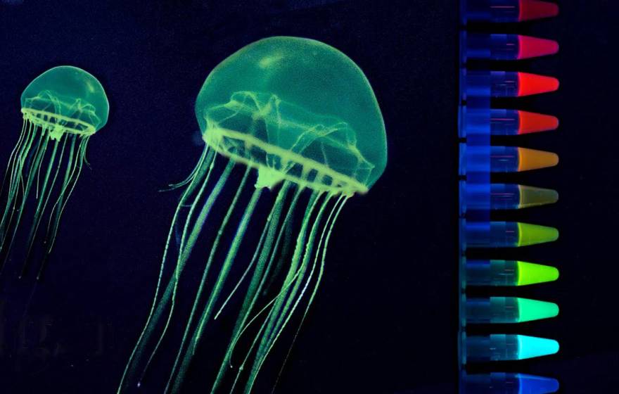 Two green, flowing jelllyfish swimming and tubes of GFP in a variety of colors next to it