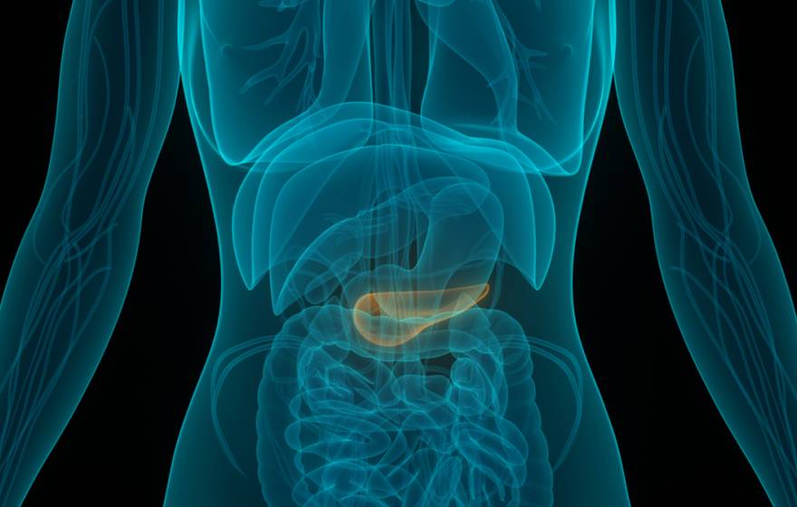 X-ray of human anatomy with pancreas highlighted
