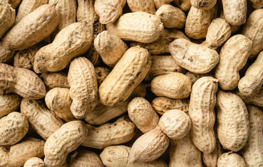 Peanuts in their shells