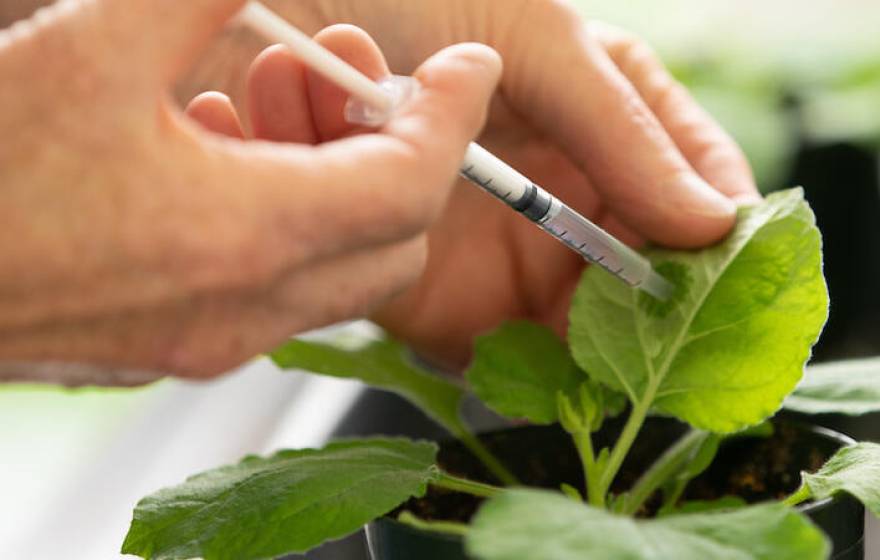 Hands injecting something into a plant leaf