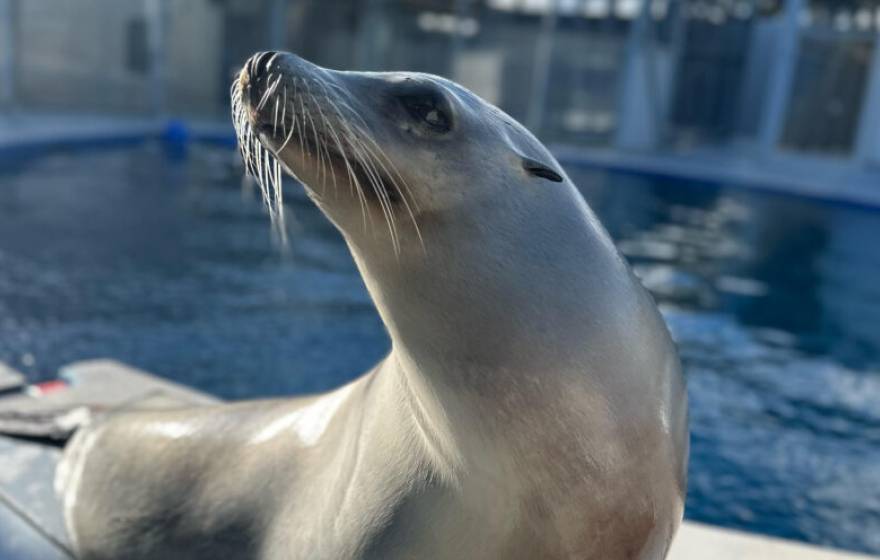 A sea lion named Ronan holds up his head as if proudly on a deck in front of a pool