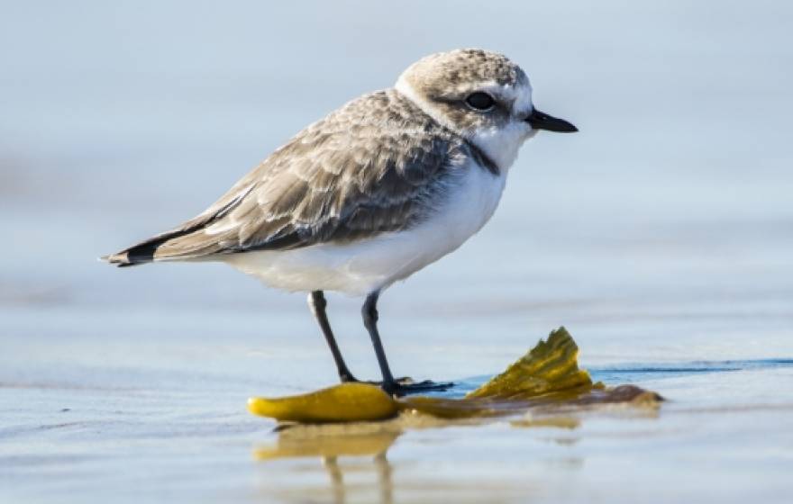Western snowy plover