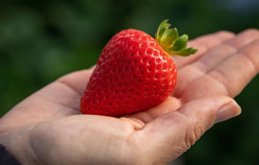 A strawberry held in someone's palm