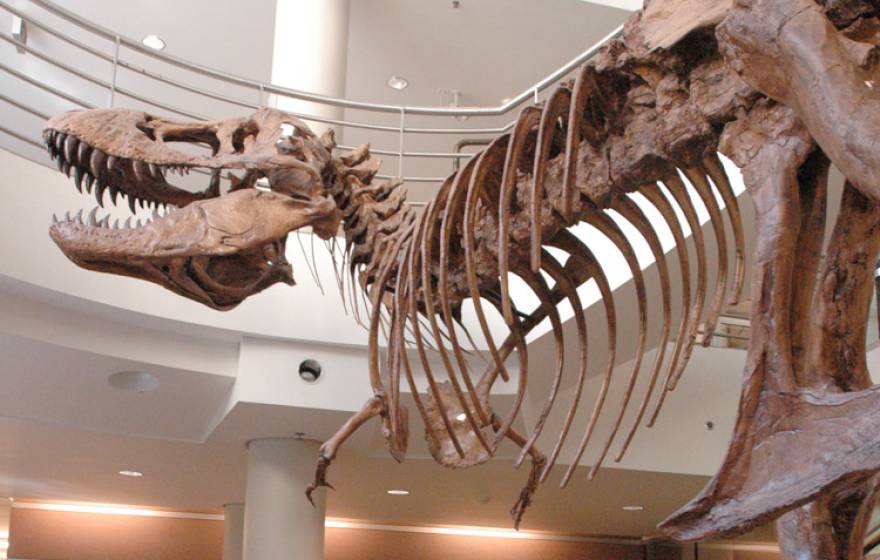 T. rex skeleton in a museum