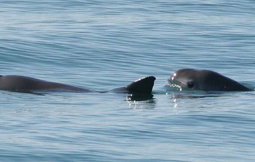 Vaquita porpoises