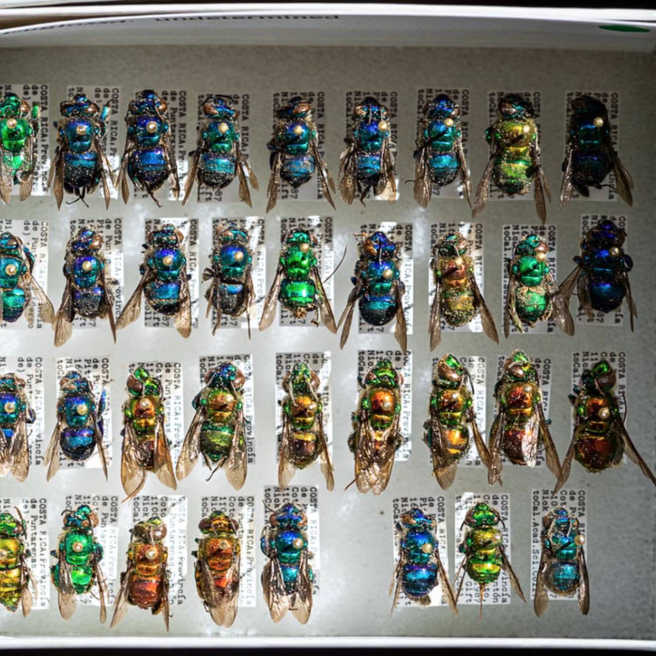 A box full of colorful bug exoskeletons