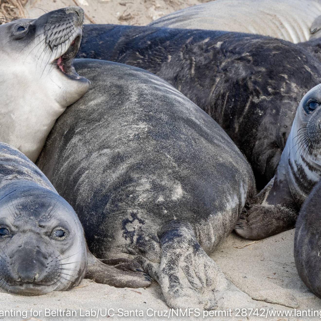 A group of healthy elephant seal pups