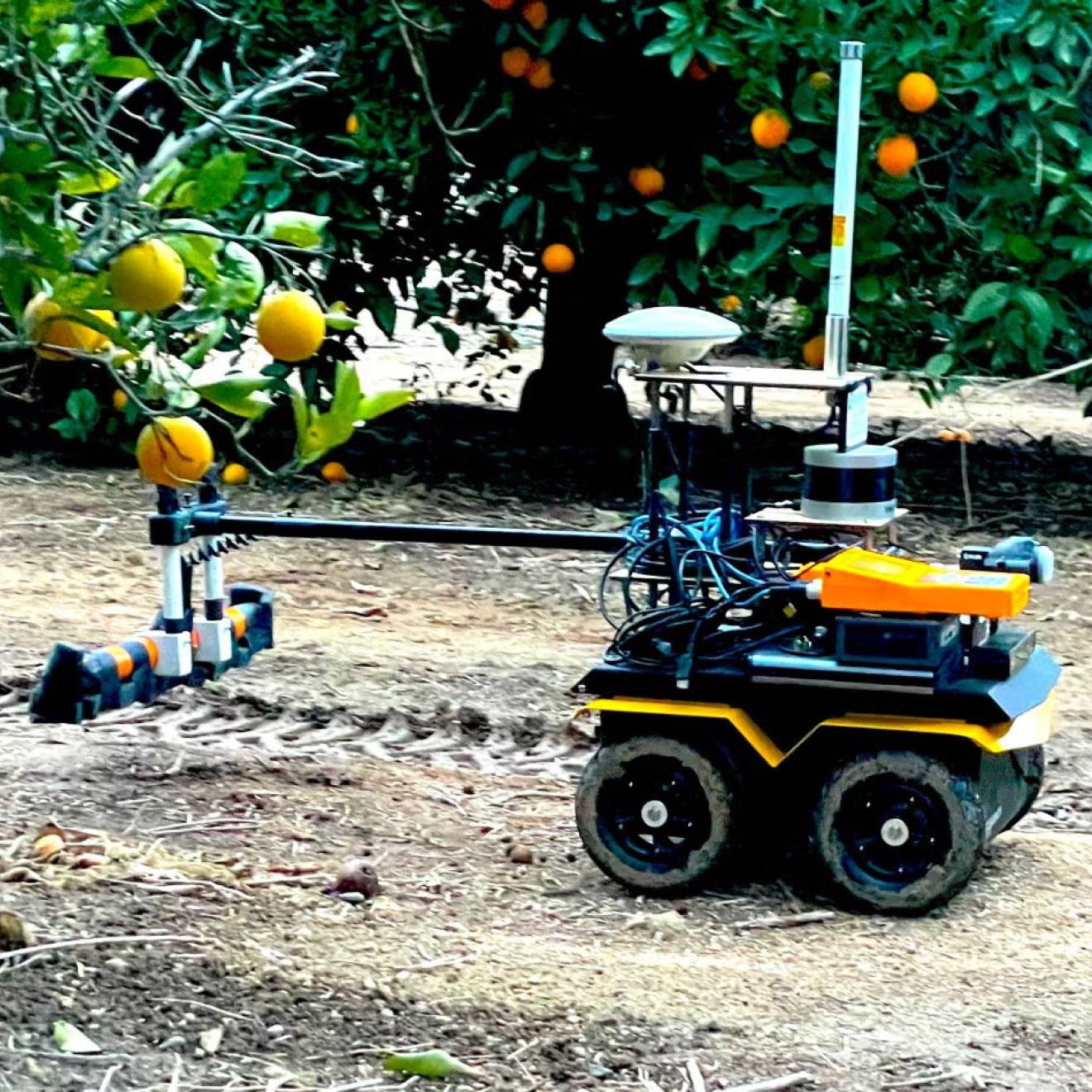 A small robot with wheels and a watering extension travels beneath a lemon tree